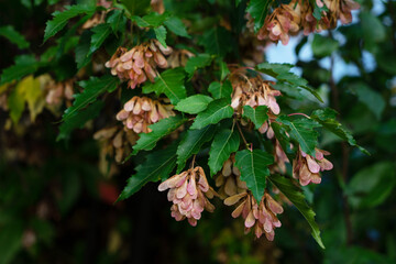 Tatar maple or Tatarian maple, is species of maple widespread across central and southeastern Europe and temperate Asia, from Austria and Turkey east as far as Japan and the Russian Far East