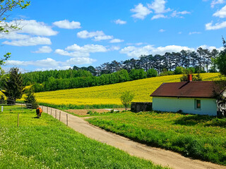 Polish rural road, yellow rapeseed, canola or colza field and horse farm in the summer, landscape....