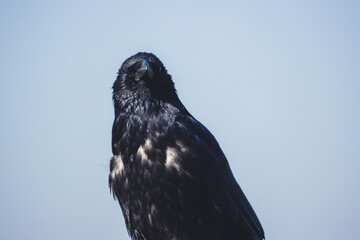 Portrait of a raven on a branch