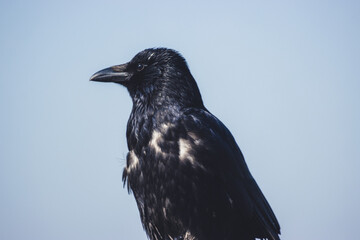Fototapeta premium Portrait of a raven on a branch
