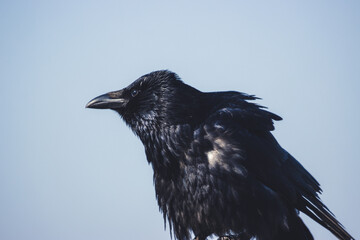 Portrait of a raven on a branch