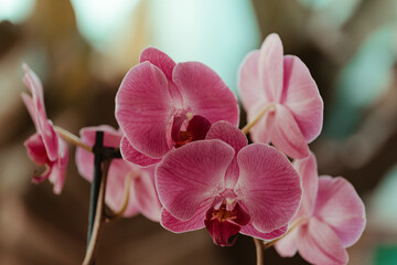 pink orchid phalaenopsis