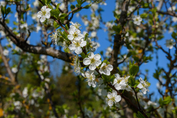 Close-up of a blossoming plum branch in direct sunlight, against the background of the upper branches and the blue sky.