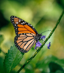 Fototapeta na wymiar monarch butterfly on a flower 