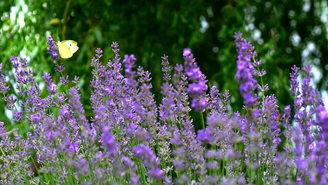 Close-up Beautiful Blooming Lavender Flowers Sway in the Wind. Honeybee working on Lavender Flowers. Blooming Violet Fragrant Lavender Flowers. Slow motion. Nature Background.