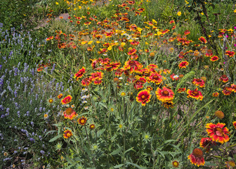 Blühende Kokardenblumen (Gaillardia) und Lavendel in einem sommerlichen Blumenbeet im Park am Auensee, Leipzig, Sachsen, Deutschland