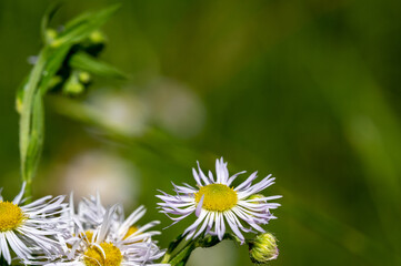 Obraz premium FLOWER,TREE,PLANTS,ANIMALS