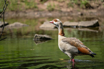 Chomutov Zoo, summer day in nature