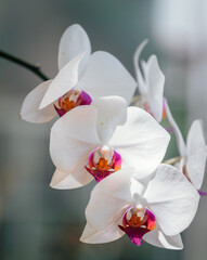 Fototapeta na wymiar white orchid on a green background 