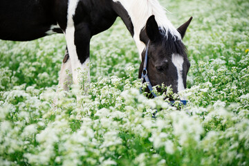 portrait of black-white piebald horse grazing on blossom pasture.