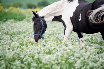 black-white piebald horse grazing on blossom pasture.