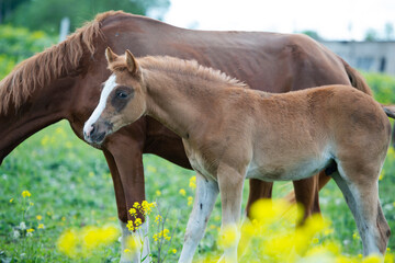 portrait of  chestnut foal walking  in yellow flowers  blossom paddock with mom.