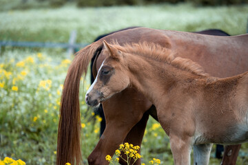 Naklejka premium portrait of chestnut foal walking in yellow flowers blossom paddock with mom.