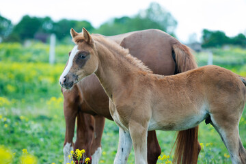 portrait of  chestnut foal walking  in yellow flowers  blossom paddock with mom.