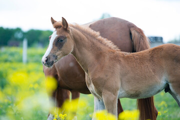 portrait of  chestnut foal walking  in yellow flowers  blossom paddock with mom.
