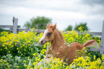 running speedly  chestnut foal in yellow flowers  blossom paddock. cloudy day