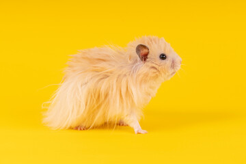 Fototapeta na wymiar long-haired hamster on a yellow background. animal rodent