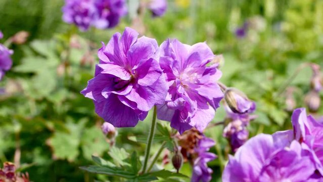Geranium himalayense Plenum in bloom in summer garden