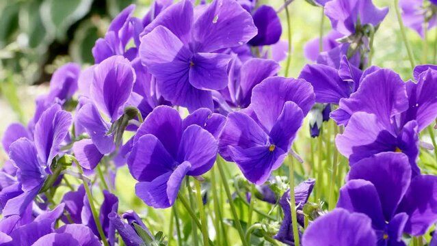 Violet flowers of Horned violet ( lat.Viola cornuta)