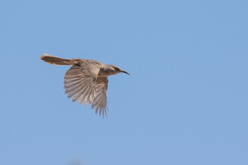 Curve-Billed Thrasher Bird in Flight on a Sunny Day