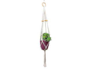 Macrame for knitted flower pot. white background, close-up, green plant, in a colorful flowerpot, macrame