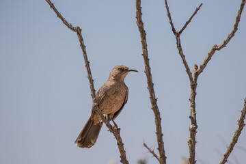 Curve-Billed Thrasher Bird on a Cholla Cactus