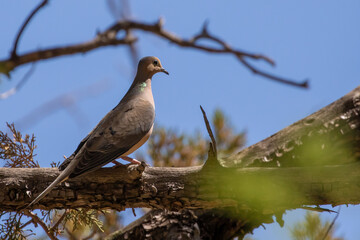 Mourning Dove on Alligator Juniper Tree Branch