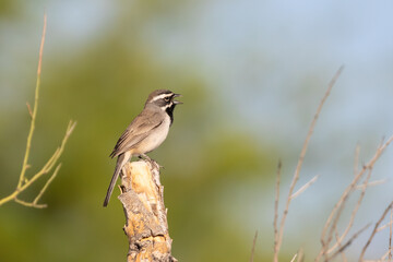 Black-Throated Sparrow on a Desert Shrub
