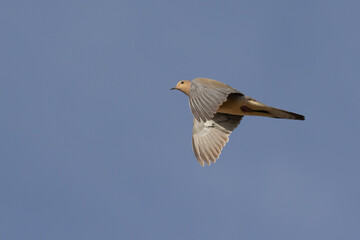 Mourning Dove in Flight in Early Morning Light