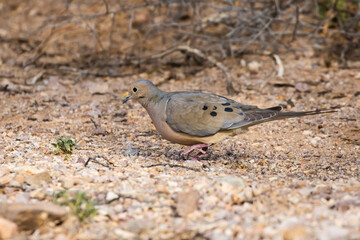 Mourning Dove on Desert Floor in Arizona