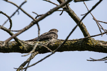 Common Nighthawk (Chordeiles minor) resting on a branch. Natural scene from Wisconsin.