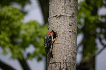The Red-bellied Wodpecker (Melanerpes carolinus). The woodpecker at the nest cavity