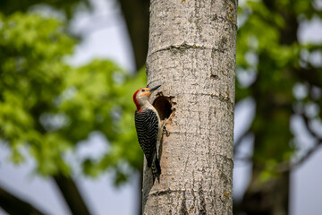 The Red-bellied Wodpecker (Melanerpes carolinus)  at the nest cavity