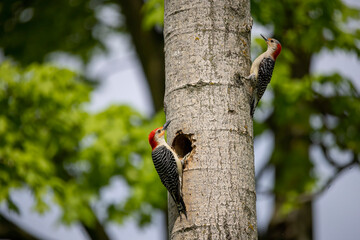 The Red-bellied Wodpecker (Melanerpes carolinus) a pair of woodpecker at the nest cavity