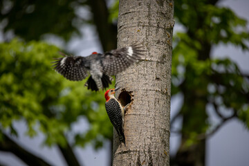 The Red-bellied Wodpecker (Melanerpes carolinus) a pair of woodpecker at the nest cavity