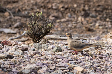 Mourning Dove on Desert Floor in Arizona