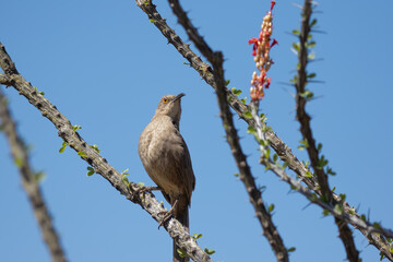 Curve-Billed Thrasher Bird on a Cholla Cactus