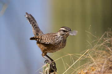 Cactus Wren Building Nest in Sonoran Desert Environment