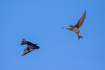 Mated Pair of Purple Martins in Flight