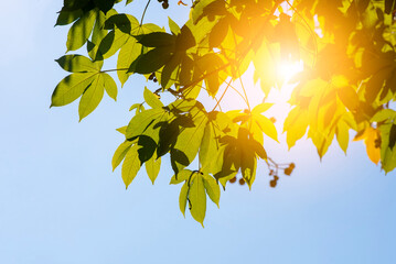 green leaf forground on blue sky background