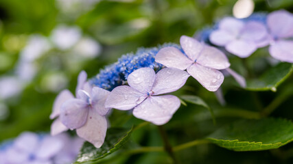 雨上がりのあじさい