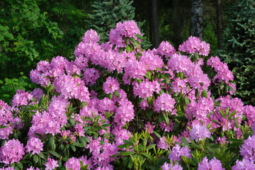 Beautiful lushly blooming Rhododendron. Hybrid Rhododendron bush in summer garden.