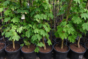 Row of young maple trees in plastic pots. Seedling trees in plant nursery.