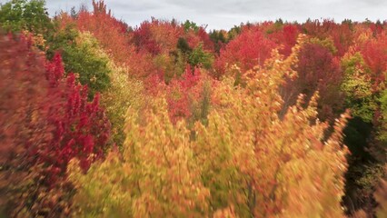 Scenic yellow, red, orange autumn leaves in New England. 4K fall foliage background copy space. Cinematic vibrant woodland on sunny fall day. Aerial top down drone flight above colorful dense forest