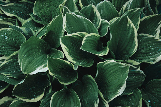 Green leaves texture background. Natural background of green plantain lilies foliage. Hosta plant leaves with raindrops.