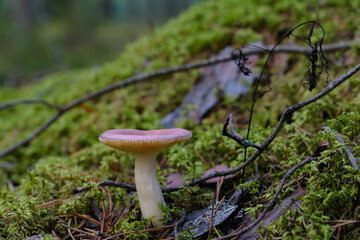 Russula with a purple-pink cap close-up on a green mossy forest slope on a summer evening.