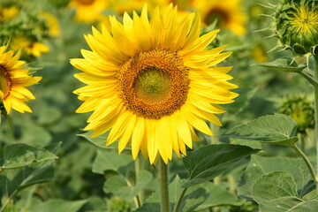 Girasole
