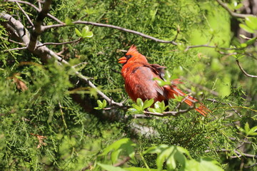 Northern Cardinal male shaking feathers in evergreen tree