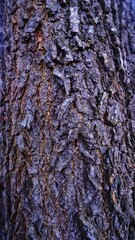 close up of texture tree trunk. abstract background