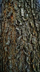 Obraz premium close up of texture tree trunk. abstract background